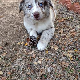 Australian Shepherd Puppies from Southern Boy Blues Aussies
