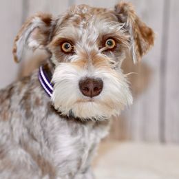 Cinder - Miniature Schnauzer