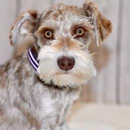 Cinder - Miniature Schnauzer