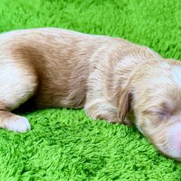 Honey - Apricot female Cavapoo puppy in Newville, Alabama from Southeast cavapoos