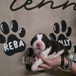 Reba - Liver white and tan female English Springer Spaniel puppy in Ocoee, Tennessee from Ocoee Mountain Springers