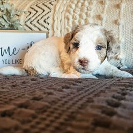 Dozer - Parti male Poodle puppy in Casa Grande, Arizona from Arizona's Once Upon A Boston and Poodle ❤️