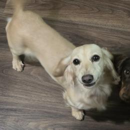 Daphne - Dachshund
