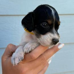 9th Pick Male - Blue belton and tan (tri-color) male Llewellin Setter puppy in Blackfoot, Idaho from Sand Hill Shepherds & Setters