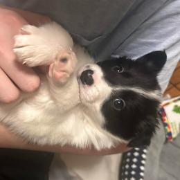 Moo girl - Black and white female Border Collie puppy in Jonesboro, Arkansas from Hampton Border Collies