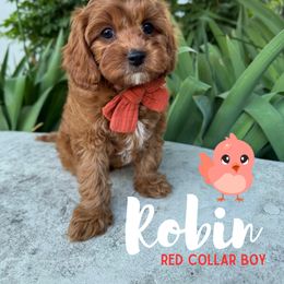 Red Robin - Red male Cavapoo puppy in West Jordan, Utah from Ruby's Cavapoos