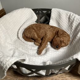 Cavapoo Puppies from Jorden’s Cavapoo’s