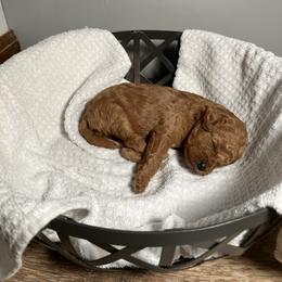 Cavapoo Puppies from Jorden’s Cavapoo’s