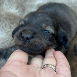 Blaze - Brindle male Dachshund puppy in Rogue River, Oregon from Bear Feet Dachshunds