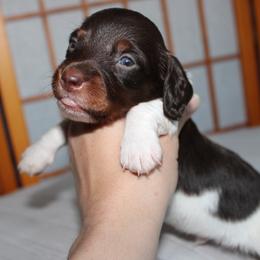 Bentley - Piebald male Dachshund puppy in Stockton, California from Wiggles & Wags Dachshund's