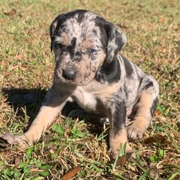 Girl 1 - Blue merle female Catahoula Leopard Dog puppy in Gadsden, Alabama from Rich Cat’s