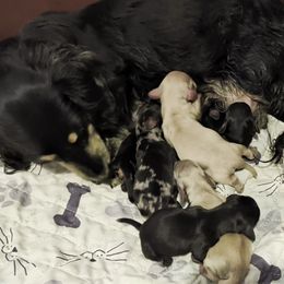 Girl 4 - Dapple female Dachshund puppy in Mt. Sterling, Illinois from Doxie Do's