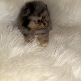 Pebbles - Blue merle female Pomeranian puppy in Tucson, Arizona from Pomutopia