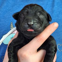 DM Me - Black male Labrador Retriever puppy in Martinsburg, West Virginia from Fetching Labrador Retrievers