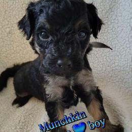 Munchkin - blue boy - Phantom male Goldendoodle puppy in Stevensville, Montana from 3 Willows Doodles