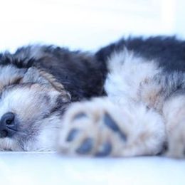 Bernedoodle Puppies from Natchez Trace Doodles