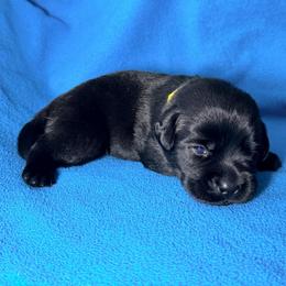 Yellow Collar - Black female Labrador Retriever puppy in Port Saint Lucie, Florida from Fleeher Labradors
