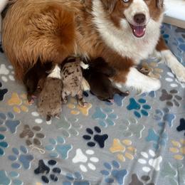 Josie - Miniature Australian Shepherd