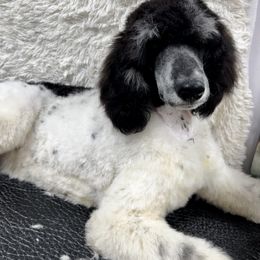 Poodle Puppies from Shellie’s Poodle Patch