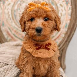 Twilight - Red  female Goldendoodle puppy in Iola, Texas from Supreme Doodles of Texas