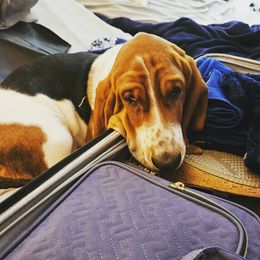 Daisy - Basset Hound