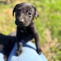 Blue - Black male Labrador Retriever puppy in Millville, New Jersey from Creekside Canines
