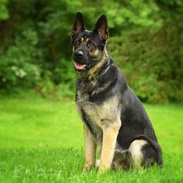 Radar - German Shepherd