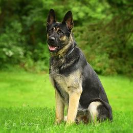 Radar - German Shepherd