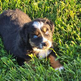 Truffle - Black tri male Miniature Australian Shepherd puppy in Boonville, New York from Amy & Dan's Awesome Aussies