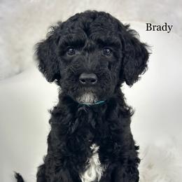 Brady - Black male Goldendoodle puppy in Milford, Indiana from Railway Acres Kennel