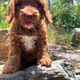 Australian Labradoodle Puppies from Mount Harmony Labradoodles