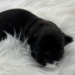 Phillip - Black male Shih Tzu puppy in Las Vegas, Nevada from P and J Farms