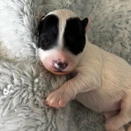 Glory - Black and white female Aussiedoodle puppy in Lake City, Florida from North Florida Poodles and Doodles