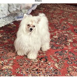 ZsaZsa - Chinese Crested