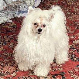 ZsaZsa - Chinese Crested