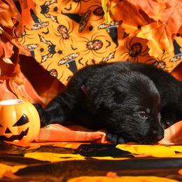 Purple Collar Girl - Black female German Shepherd puppy in Oxford, Arkansas from Atlas Shepherds