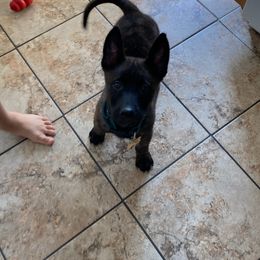 Belgian Malinois Puppies from S & S Kennel