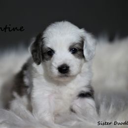 Goldendoodle and Aussiedoodle Puppies from Sister Doodles