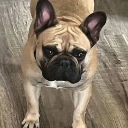 Lola - French Bulldog