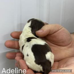 Adeline - Liver white and tan female English Springer Spaniel puppy in Winchester, Kentucky from Hidden Springs Farm