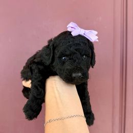 Anges Girl 1 - Black female Labradoodle puppy in Churchill County Fallon, Nevada from Card Family Ranch