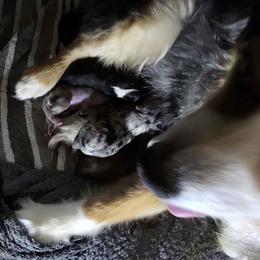 Miniature Australian Shepherd puppies from Furner Farms