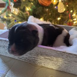 Eddie - Red male Akita puppy in Lebanon, Virginia from Majestic Valley Farms