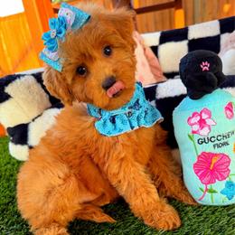 GIANNA - Apricot female Maltipoo puppy in Sugar Land, Texas from Celebrity Maltipoos