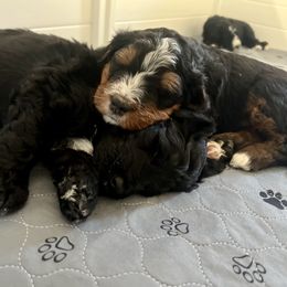Bernedoodle Puppies from Cali Bernedoodles