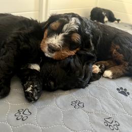 Bernedoodle Puppies from Cali Bernedoodles