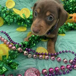 Priscilla - Chocolate and tan female Dachshund puppy in Sarah, Mississippi from White's Mississippi Doxies