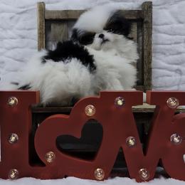 Jinu - Black tan and white male Japanese Chin puppy in Johnson City, Tennessee from Erin & Friends Japanese Chin