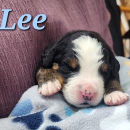 Lee - Black rust and white male Bernese Mountain Dog puppy in Auburn, Indiana from Swamp Creek Berners