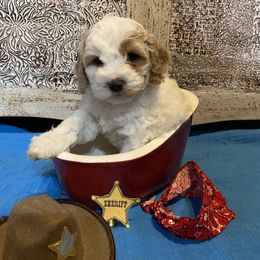 Cockapoo Puppies from Country J Canines